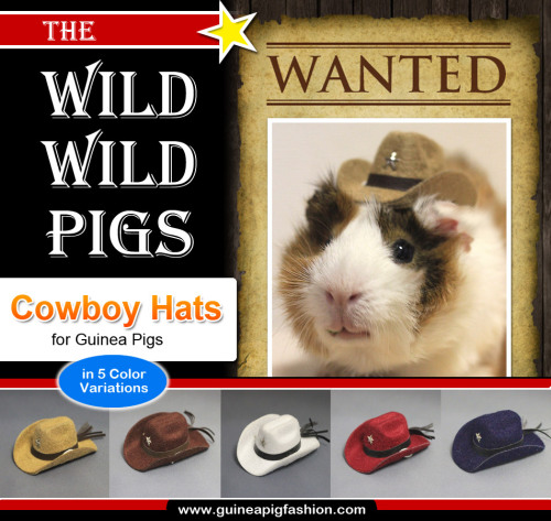 Cowboy Hats are back in stock again! Visit our shop: Guinea Pig Fashion