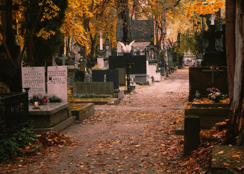 theplanetinmoonlight: [ID: Seven photos of a cemetary in autumn, the leaves on the trees are yellow, there are many close ups on the statues and graves. /end ID]