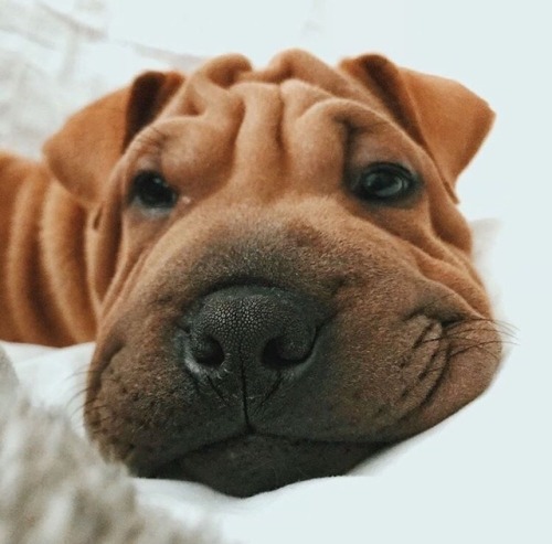 sighduckss:What kind of cute little wrinkly god is this