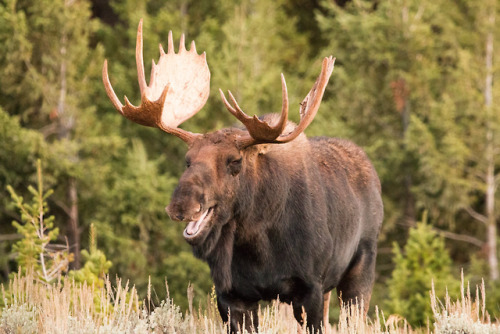 ruinedchildhood:Grand Teton National Park: Sometimes moose will stick their tongue at you and then h