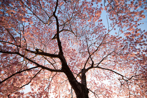 nubbsgalore:from the national cherry blossom festival in washington dc, which began friday and will end with the blooming season in a couple of weeks . photos by (click pic) navid baraty, cat eyes, tammay shende, tosthekid, isaac pacheco  Under the