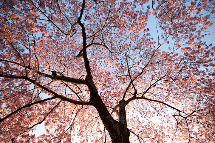 taichikungfu:  Beauty in life.