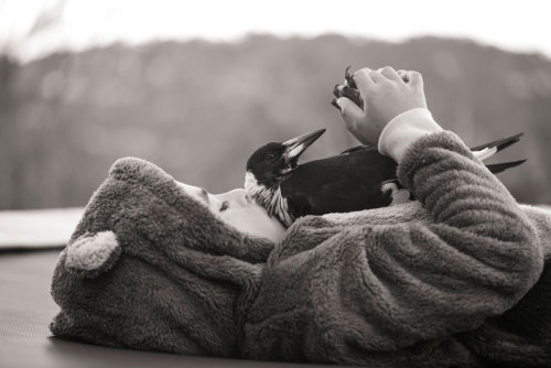 cottoncandybeast:temporaryinsanityman:boredpanda:Rescued Magpie Becomes Lifelong Friend With The Fam