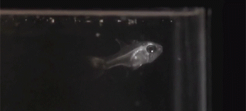 age-of-awakening:   This little fish lives deep down in the ocean and spits that