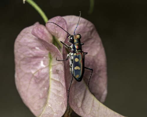 onenicebugperday: Golden-spotted or blue-spotted tiger beetle, Cicindela aurulenta, CarabidaeLi