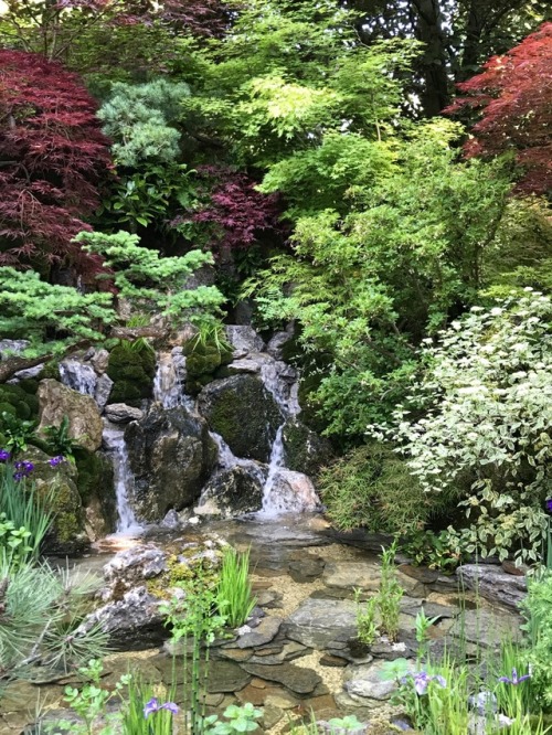 jillraggett:Plant of the DayMonday 29 May 2017At the Royal Horticultural Society Chelsea Show this J