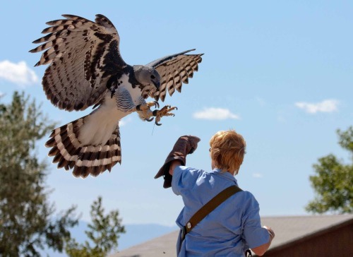 sixpenceee:Harpy EagleHarpy Eagles are among the world’s largest and most powerful eagles. Their rea