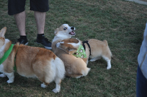 Sex rhysthecorgi:  More pictures from the park! pictures
