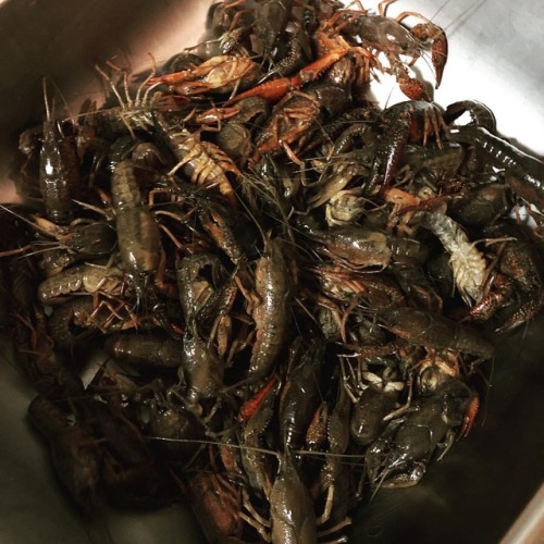 I’m ready #crawfishwww.instagram.com/p/BuxOomyFnDR/?utm_source=ig_tumblr_share&igshid=6u