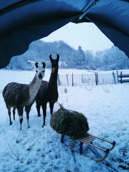 My favourite way to feed the animals is when the llamas decide it’s too cold and windy for them to v