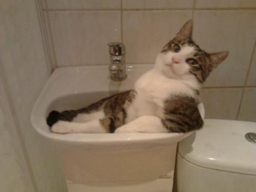 disturbinglyreassuring:stupiduglyfatcunt:jet-foam:ydrill:The amazing attraction of the sink.