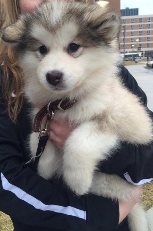 awwww-cute:  More hair than puppy (Source: http://ift.tt/1MtthsR)