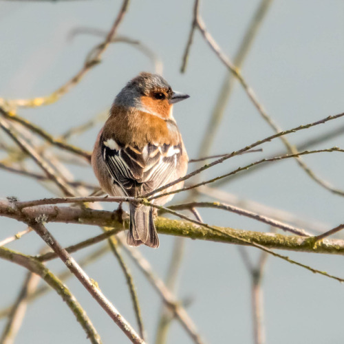 Some birds captured the last days/weeks&hellip;I&rsquo;m not sure, but the names should be (in order