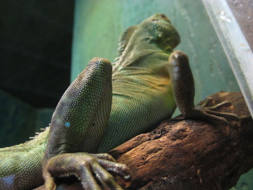 cool-critters:Chinese water dragon (Physignathus cocincinus)The Chinese water dragon is a species of agamid lizard nativ