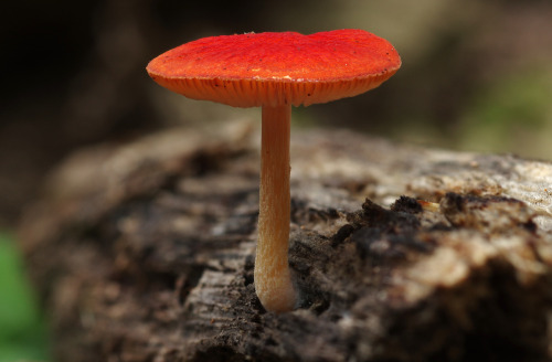 Here&rsquo;s a rather small, but well formed ヒイロベニヒダタケ- Pluteus aurantiorugosus. Both the Japanese a