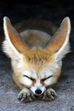  Fennec fox - By: (floridapfe) 