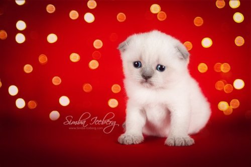 Let us introduce this little almost Christmas miracle! Scottish Fold kitten of blue point color. We 