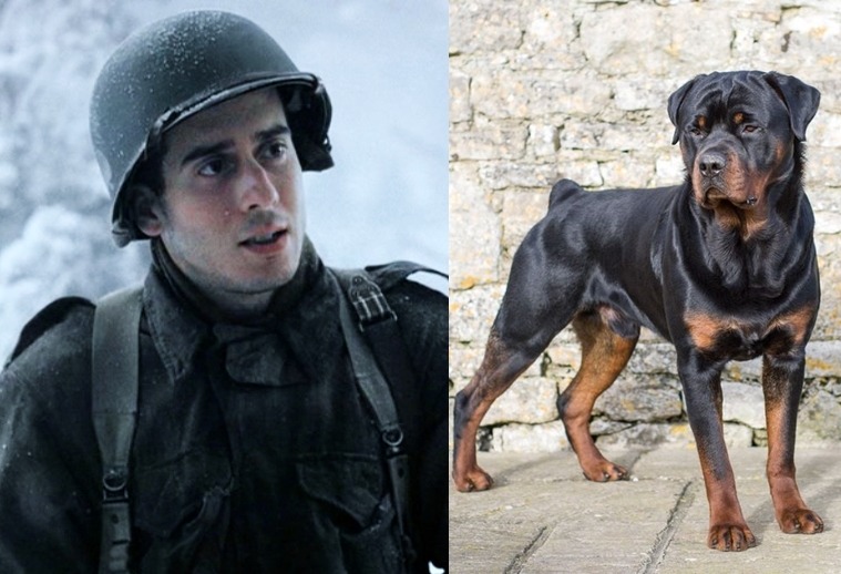 neverbelikeyoume:  Easy Company as dogs, because they are all a bunch of puppies