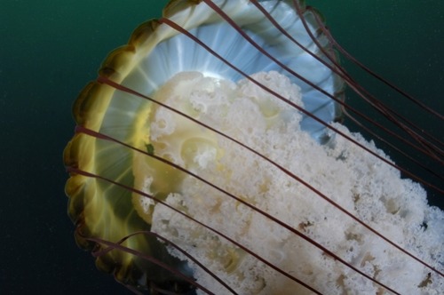 thelovelyseas:  Close up portrait of a sea nettle jellyfish, Chrysaora species by Jeff Wildermuth