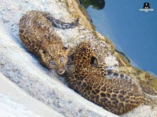 2 five month old #Leopard cubs were rescued from a 15 foot deep well in a two hour long rescue opera