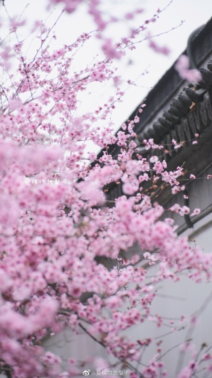 fuckyeahchinesegarden:winter blossoms in chinese garden by 爱植物的梨子