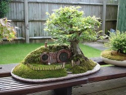 spunkellie:  IT’S A MINI HOBBIT HOLEWITH A BONSAI TREE  