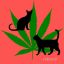 indicacat