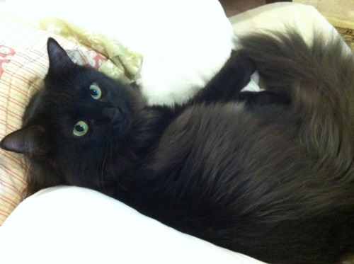 valoscope:Look at floofy, hammy Kitty Nephew. &lt;3 Ooooh! He looks just like my Midnight! Who i