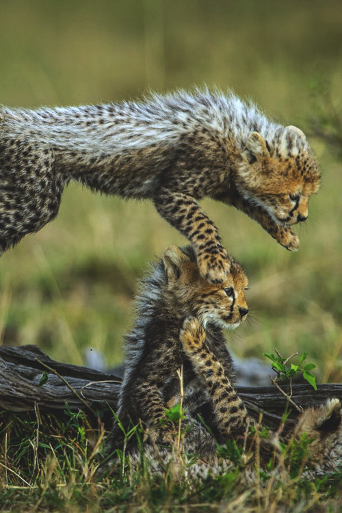 itstheluxurylife:  Play Time // ITLL  Instagram @Skippadap ♡
