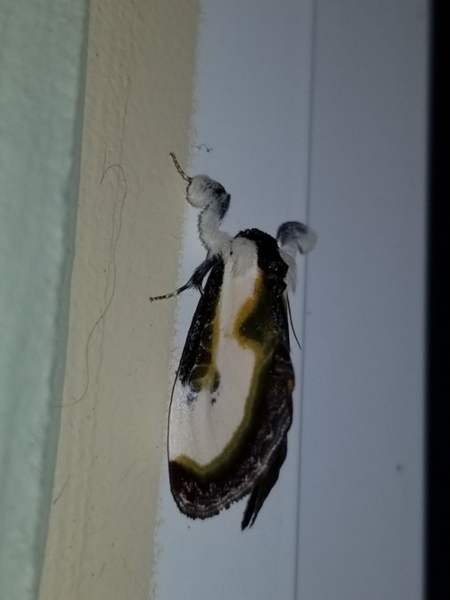 bugkeeping: arms  Beautiful Wood-nymph Moth (Eudryas grata)