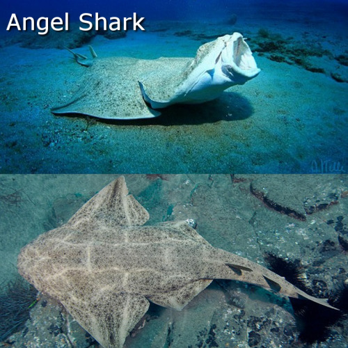 epistemologicalfallacy:  10 More Cool Sharks You Probably Don’t Hear Much About During Shark Week So I know that Shark Week is over now, but I couldn’t just stop at 10, so here are 10 more! Angel Shark (Squatina)There are 23 different species of