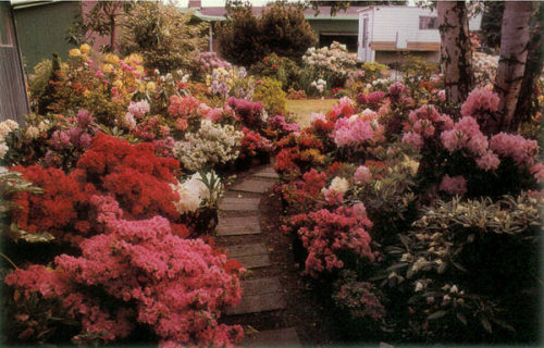 EVERGREEN AZALEAS IN THE PUGET SOUND REGION ~ Tacoma, Washington