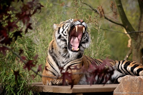 brookshawphotography:  Fabi, male Sumatran Tiger at Chester Zoo, ably demonstrating the classic big cat yawn… :-) Big cats will often yawn twice in quick succession so, if you miss the first one, get ready… 