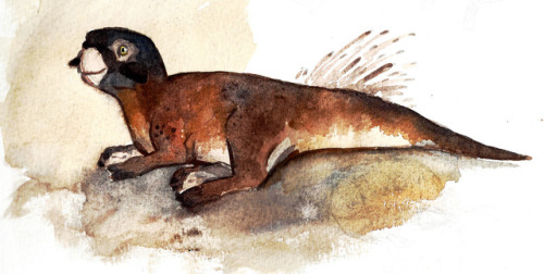 Psittacosaurus watercolour sketch