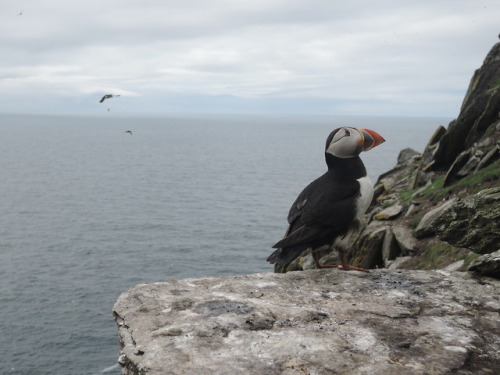 Puffin on Skellig Michael.