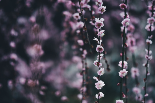takashiyasui:  Plum blossom