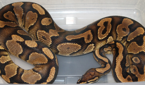 amazeballsherps: My yellowbelly just doesn’t get enough face time.