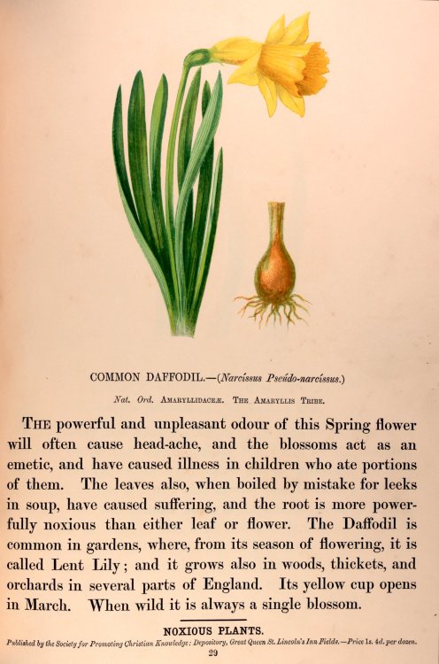 Common Daffodil - Noxious Plants Series No 29attractive illustrated series published in 1857