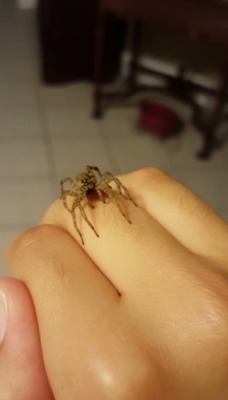 arachno-va:  Poor girl was so scared, so I released her outside.