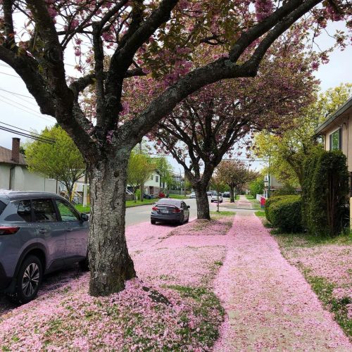 絨毯になった八重桜もまた愛し。 うちから郵便局に行く間の花たち。 The dark pink cherry blossoms are still pretty. #桜 #八重桜 #バンクーバー #ch