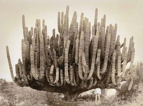 typhlonectes:    Large organ pipe cactus in Baja California, Mexico. 1895  