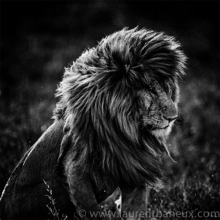 Laurent Baheux