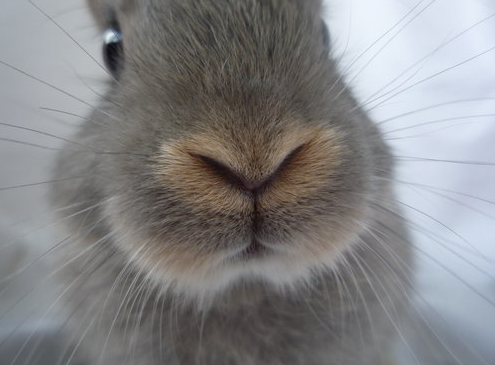 rojanlotfdoust:  Hey, so stop your scrolling for a bit think about baby bunnies, and how they actually exist. Like, they’re just little balls of fluff?   with tiny, itty-bitty noses and whiskers,  and little precious paws.  they can have ears that