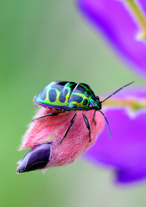 ayustar:  PIC_5805 by Ben To on Flickr. 