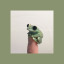 sucker-for-greentea