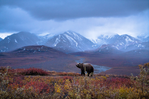 Seeing a grizzly in the north range of Denali National Park is always a fun sight. It is a rare occu