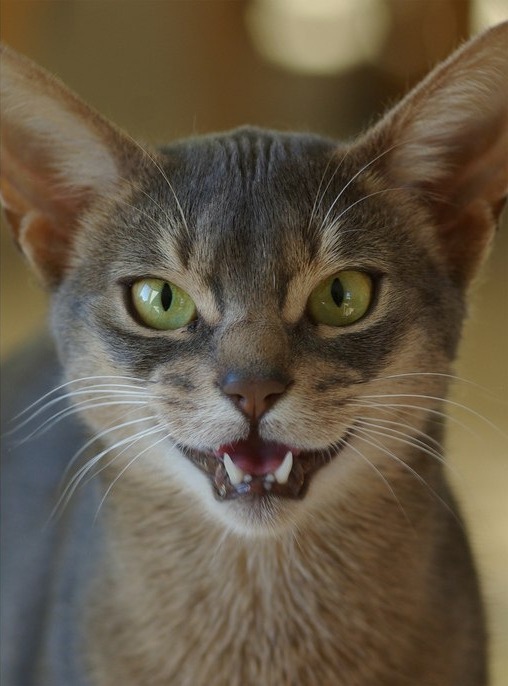 megablaziken:   this cat looks like some sort of disney villain 