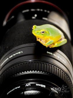 captivating-animals:  Cleo on Lens by *fnqphotographer