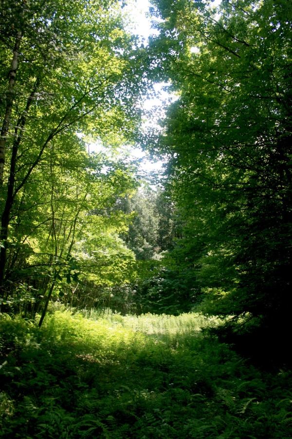 twilightsolo-photography:  Light in the Woods One of my favorite spots at my sister’s