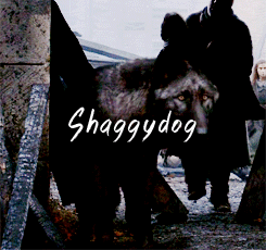dreamofspring: got meme | ½ Creatures ◦ Direwolves Their voices echoed through